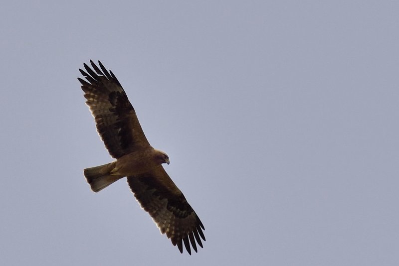 DSC_4299-Aigle botté.JPG