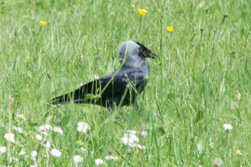 Oiseau à Dampierre.jpg