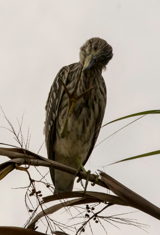 Basse-Californie-20150817_1-2.jpg