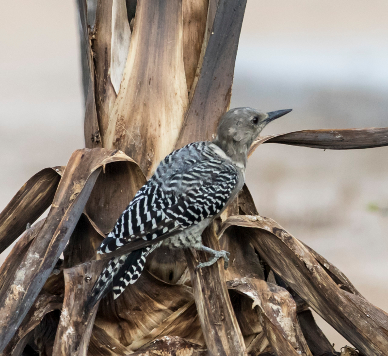 Basse-Californie-20150820_1-3.jpg