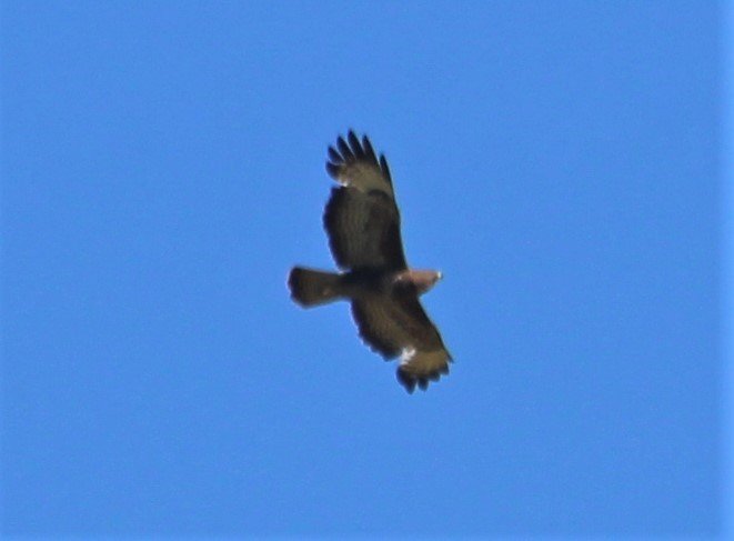 IMG_3115.jpg