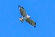 rapace.jpg