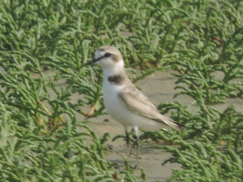RSCN7095.JPG
