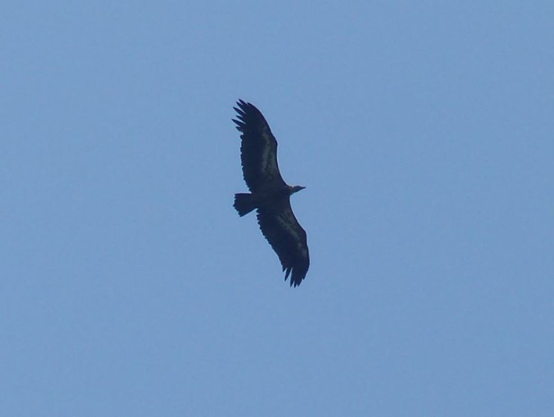 Vautour moine 02.JPG
