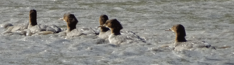 oiseau-mystere3.gif