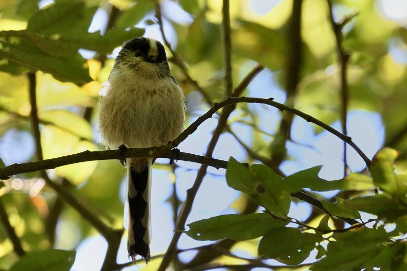 DSC_8589.JPG