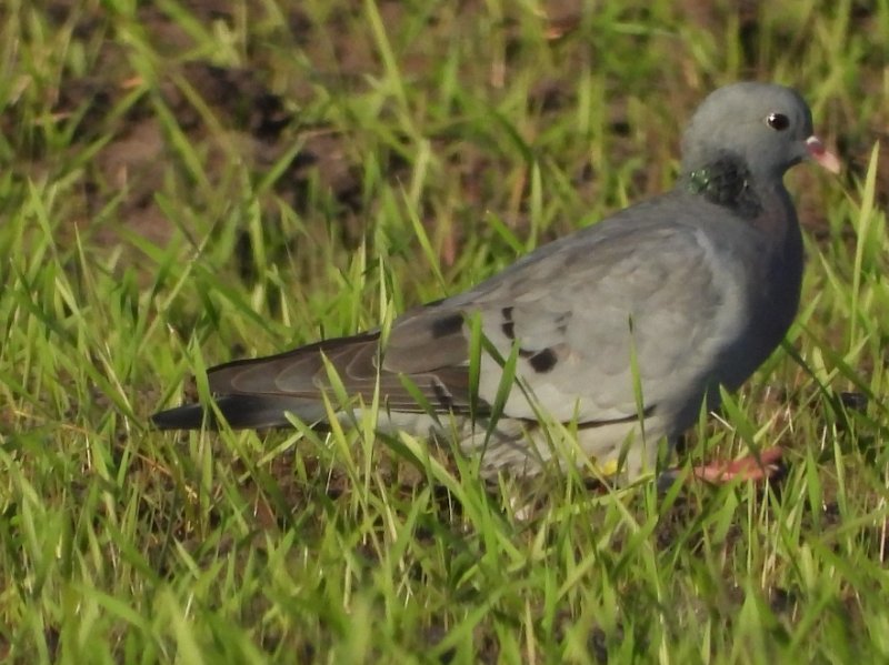 Pigeon Colombin (2).JPG