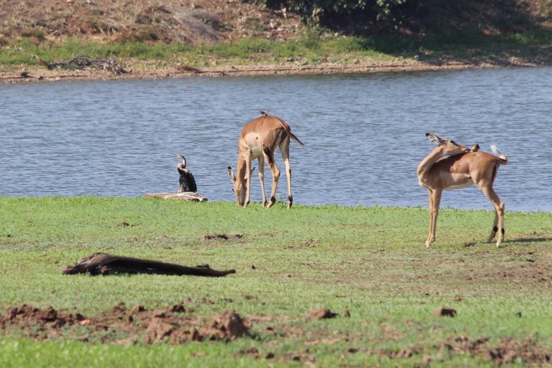 Héron mélanocéphale  - Kruger - Afrique du Sud - Août 2018 (123) (Copier).JPG