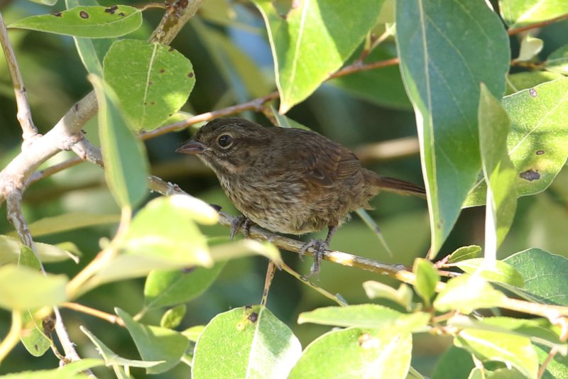 SongSparrow_Seatlle_20180722_6116.jpg