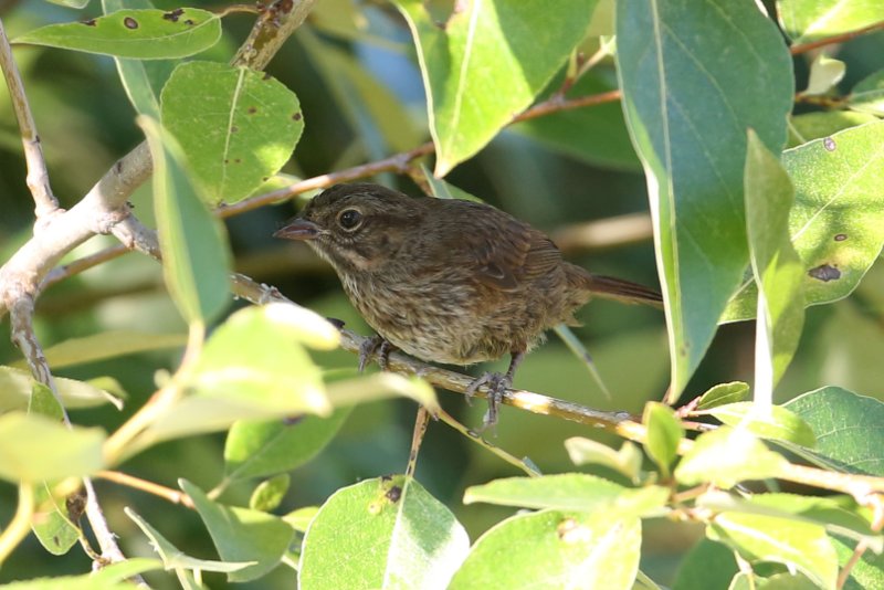 SongSparrow_Seatlle_20180722_6116.jpg