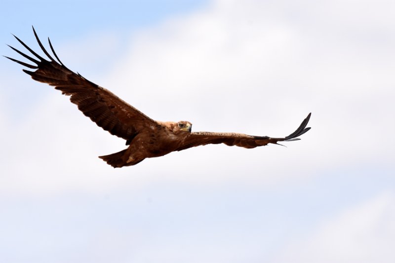 Oiseau 2 A.jpg