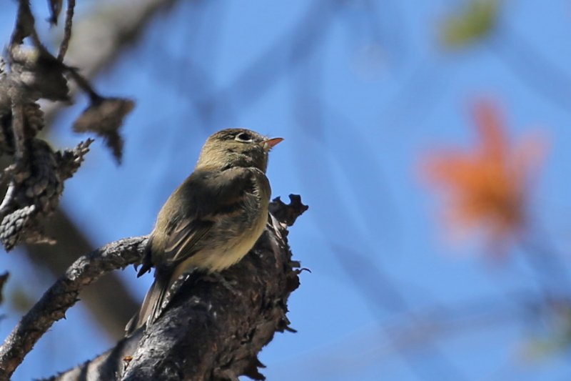 WesternFlycatcher_CraterLake_20180719_5381.jpg