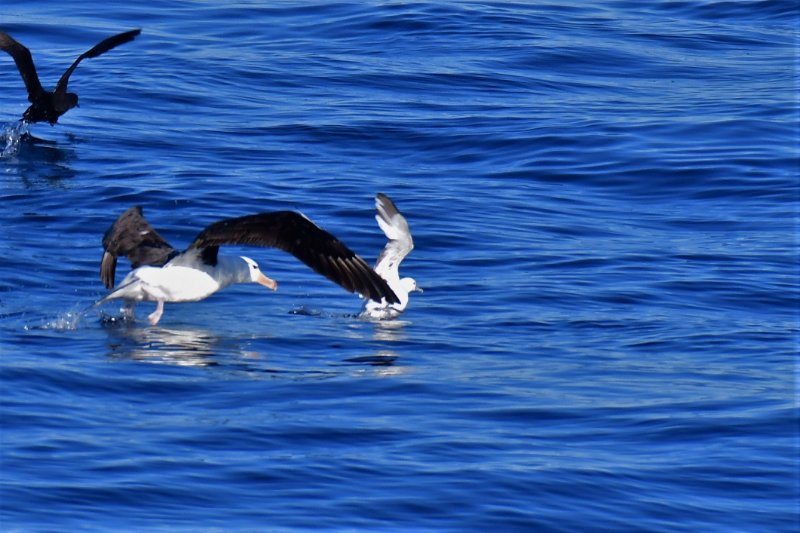 Oiseau inconnu 2.jpg