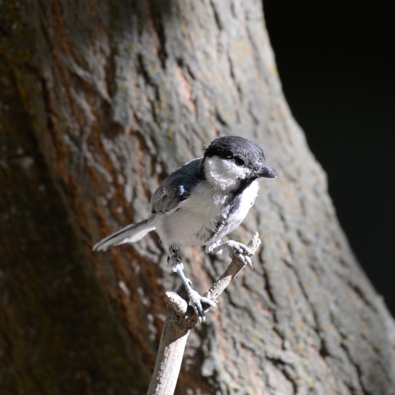 Ouzb-Mésange nonnette-0924.JPG