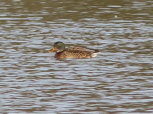 Canard colvert (10).JPG