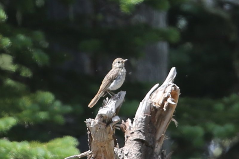 MysteryBird_MountRainier_20180721_5841.jpg