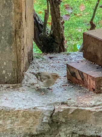 oiseau à identifier-1.jpg