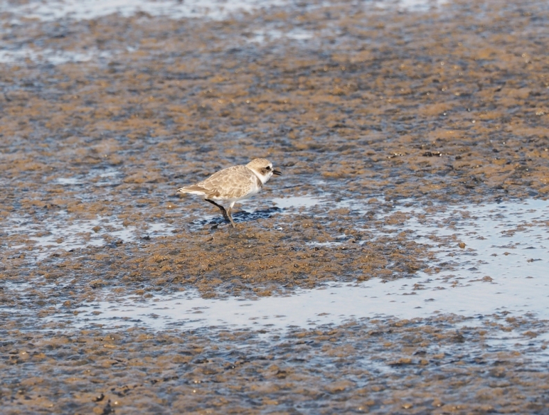 Gravelot à collier interrompu juvénile.jpg