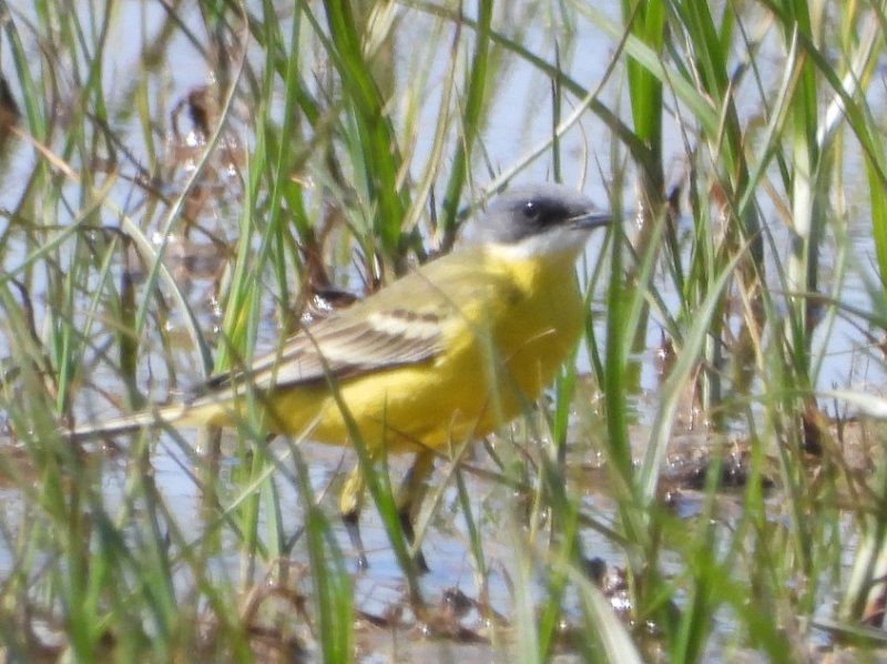 Photo 3 Bergeronnette printanière à identifier ssp thunbergi probable (1).JPG