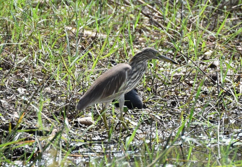 Crabier - Anuradhapura.jpg