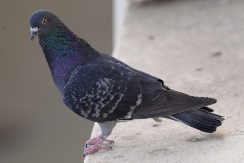 Séné-Pigeon biset ssp gymnocycla_1278 (2).JPG