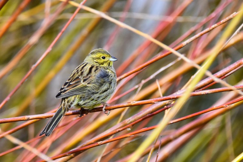 Cirl bunting 3 réduit.jpg