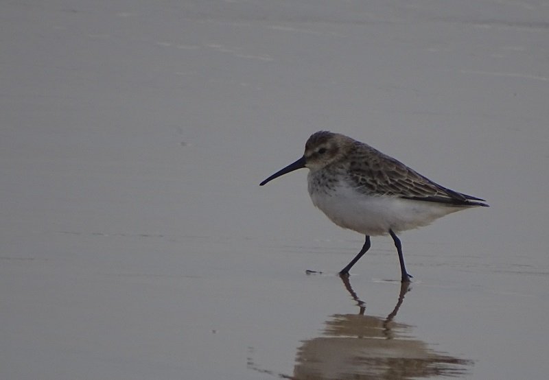 Bécasseau sanderling (5) - Copie.JPG
