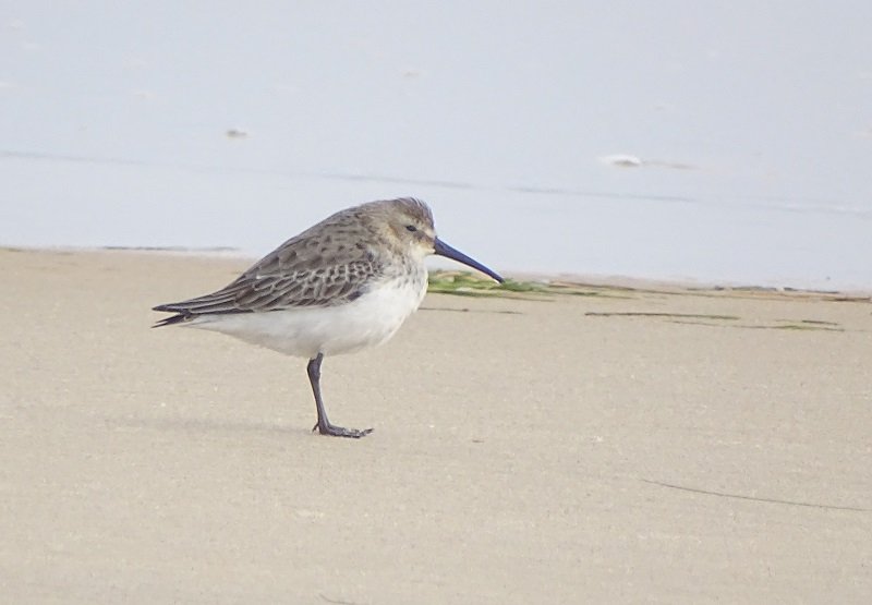 Bécasseau sanderling (6) - Copie.JPG