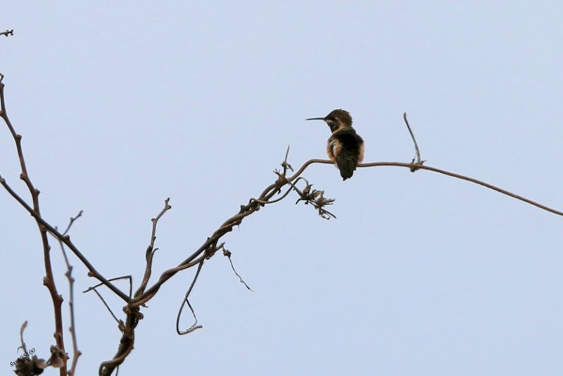 UE8A6477 colibri île de la plata-.jpg