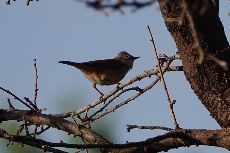 2019-04-13 Fauvette à  identifier entre Imlil et Tamendakt  Maroc (3).JPG