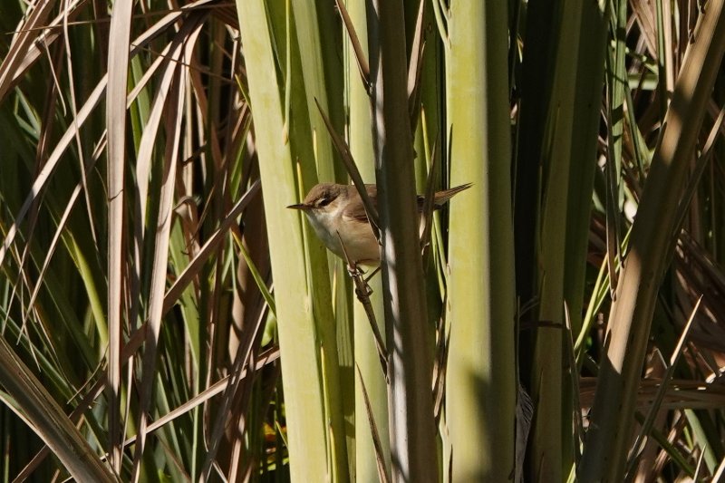 2019-04-22 Fauvette à identifier Entre ADGZ et Taliouine  (1).JPG