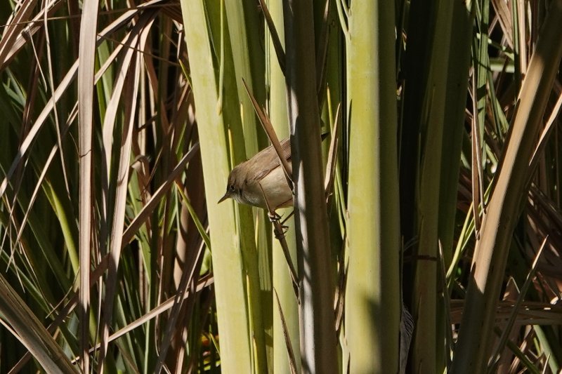 2019-04-22 Fauvette à identifier Entre ADGZ et Taliouine  (2).JPG