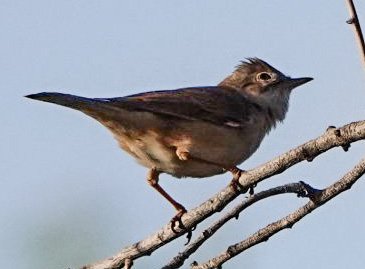 2019-04-13 Fauvette à  identifier entre Imlil et Tamendakt  Maroc (3).JPG