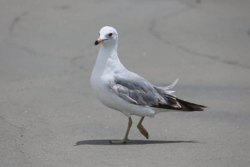 RingBilledGull_LongBeach_20190518_9444.jpg