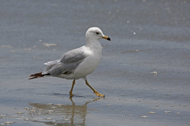 RingBilledGull_LongBeach_20190518_9450s.jpg