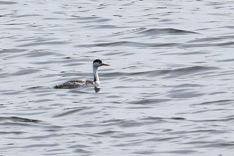 ClacksGrebe_LongBeach_20190518_9317.jpg