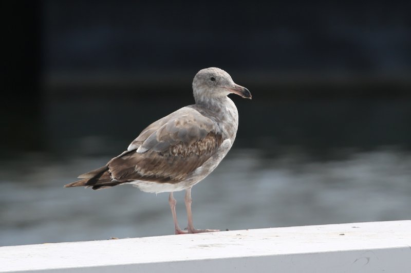 WesternGull_LongBeach_20190518_9354.jpg