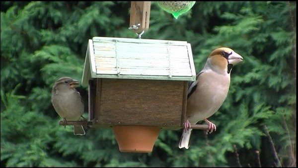 Gros bec et moineau.jpg