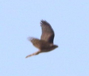 IMG_4285.JPG
