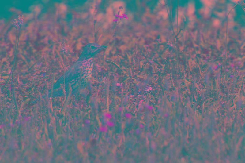 Portugal.2019.06.14  (401).jpg