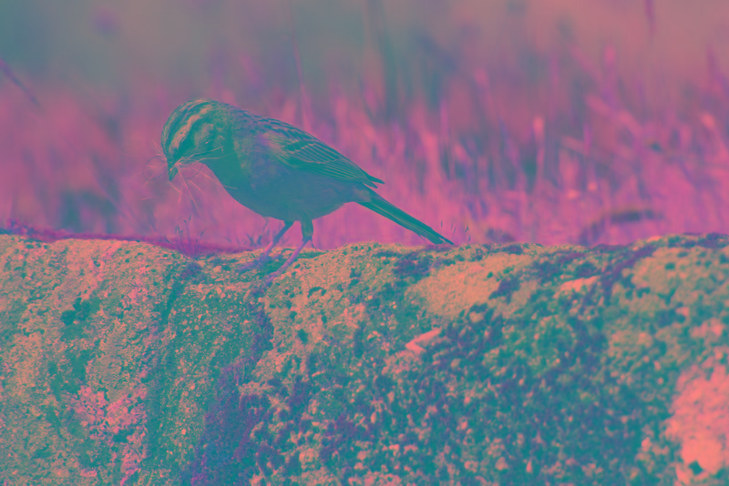 Portugal.2019.06.14 (520).jpg