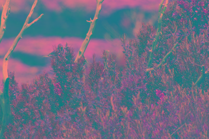 Portugal.2019.06.14 (808).jpg