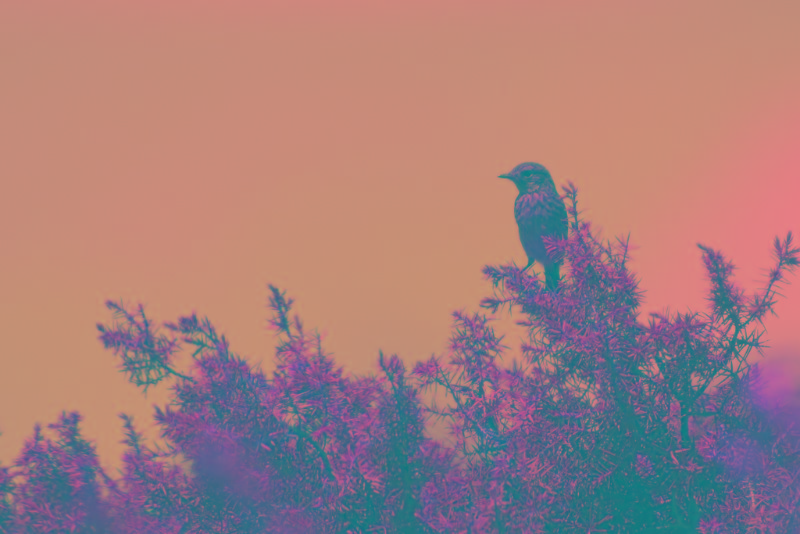 Portugal.2019.06.14  (834).jpg
