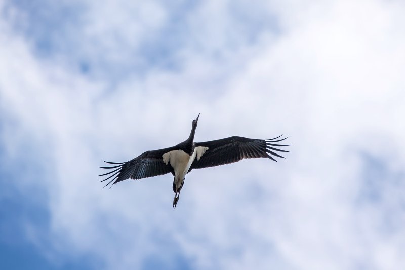 Cigogne noire_8428R.jpg