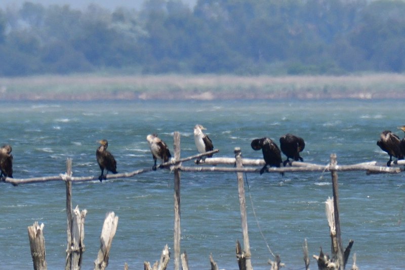 Cormoran camargue .jpg