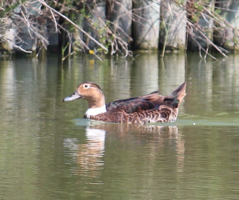 canard à collier blanc.JPG