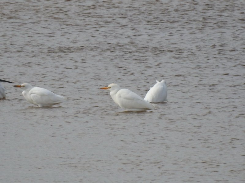 DSCN1326 r.JPG