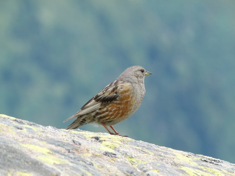P1020154a.jpg