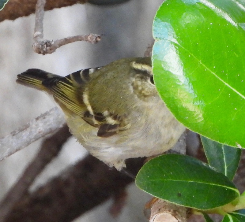 DSCN1637.jpg