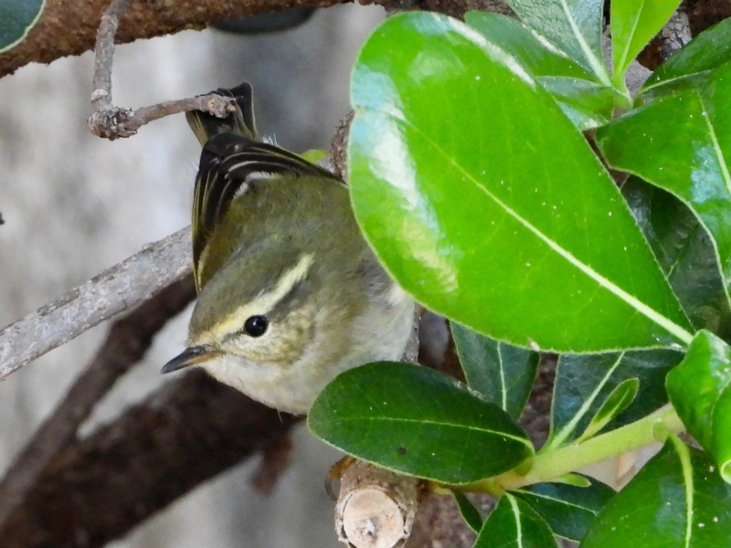 DSCN1639.jpg